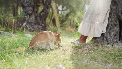 Wall Mural - girl is playing and communicates with a dog. Pembroke Corgi in nature in summer