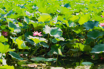 Wall Mural - The natural growth of aquatic plants such as lotus leaves and water chestnut seedlings in the river water