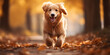 Dog golden retriever jumping through autumn leaves in autumnal sunlight, A beautiful family of dachshund dogs on a beautiful natural background The dog is walking in the pa, generative AI
