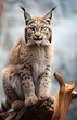 A lynx or bobcat is sitting on a tree in wood. Wildlife Animals. AI Generation