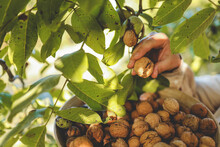 Walnut Tree With Big Nuts In Green Shell Close Up, Harvesting Time