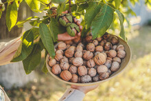 Walnut Tree With Big Nuts In Green Shell Close Up, Harvesting Time