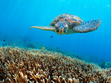 Fototapeta Konie - Green turtle swimming above corals