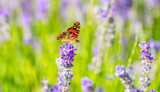 Fototapeta Lawenda - Butterflies on spring lavender flowers under sunlight. Beautiful landscape of nature with a panoramic view. Hi spring. long banner