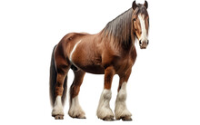 Clydesdale Horse Isolated On Transparent Background PNG. Generative AI