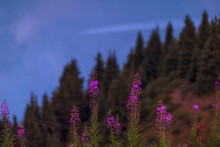 Flowers Of Ivan Chaya Or Fireweed Against The Background Of A Spruce Forest And A Mountain Lake
