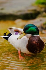 Wall Mural - Close-up of a duck resting in a shallow pond