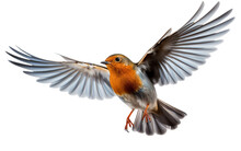 European Robin Bird Isolated On Transparent Background PNG. Generative AI