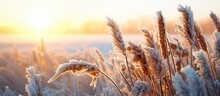 Spring frosts damaged winter crops and frozen plants in the meadow at sunrise affecting the sowing of wheat in agricultural fields covered with hoarfrost during the spring campaign