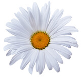 Fototapeta Kwiaty - Chamomile  white    flower isolated on   background. Close-up. For design.   Transparent background.   Nature.