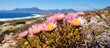 Phaenocoma Prolifera found in South Africa s Fynbos is part of the diverse Cape Floral Kingdom and Cape Floristic Region It is also known as the pink strawflower