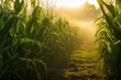 dew-kissed corn maze in early morning light