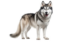 Siberian Husky Dog in Portrait Isolated on Transparent Background PNG. Generative AI