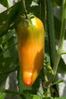 Lycopersicon esculentum 'Plumito', Tomate