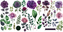 Set Of Watercolor Purple Rose Floral Elegant Cut Out Transparent Isolated On White Background ,PNG File ,artwork Graphic Design Illustration.