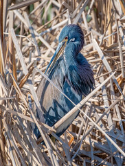 Wall Mural - Tricolored Heron in a Texas Wetland