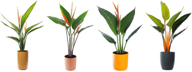 Tropical house bird of paradise plant in modern pot or vase isolated on transparent background generative ai