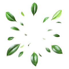 Leaves foliage flying refreshing purified on transparent backgrounds 3d rendering png