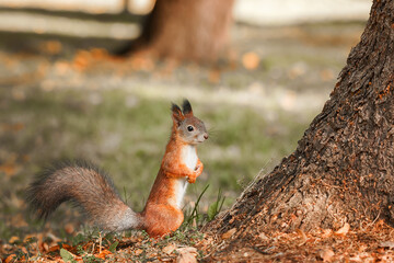 Wall Mural - Squirrel in the autumn park.