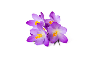 Canvas Print - crocus - one of the first spring flowers on white