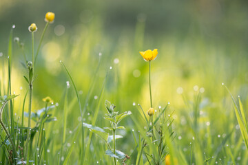 Wall Mural - Ranunculus flower on a wet sparkling meadow