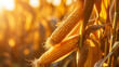stockphoto, corn stalk close up in a corn field golden hour fall autumn harveststockphoto, corn stalk close up in a corn field golden hour fall autumn harvest