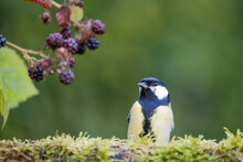 Beautiful Great Tit (Parus Major) Perched On A Log With Blackberries In The Background - Yorkshire, UK In September