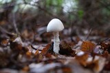 Fototapeta  - Single mushroom Amanita virosa, or Death Angel, is a poisonous mushroom native to Europe, where it is commonly known as Destroying Angel.
