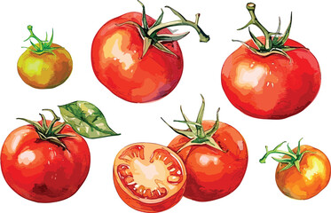 Wall Mural - Watercolor Fresh ripe cherry tomatoes on the branch. Hand drawn watercolor illustration isolated on white background, slice tomato, red tomato,vector