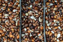 Group Of Tulip Bulbs For Sale At Flowers Market, Closeup. Tulip Bulbs Background