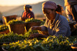 .workers gathering ceylon tea on green plantation