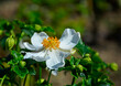 Zawilec japoński (Anemone scabiosa ), biały zawilec w słońcu, Japanese anemone, zawilec jesienny na rozmytym tle, bokeh