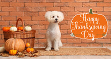 Banner For Thanksgiving Day Celebration With Little Dog And Pumpkins