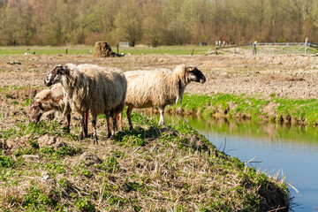 In the gentle winter sunlight, fluffy sheep congregate by the water's edge, their woolly coats glistening as they soak in the serene surroundings.