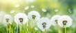 Fluffy white dandelions on green spring background with selective focus