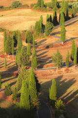 Wall Mural - A winding country road lined with Tuscan Cypress trees outside Monticchiello in the scenic countryside landscape of rolling hills and farmland in rural Tuscany, Italy.