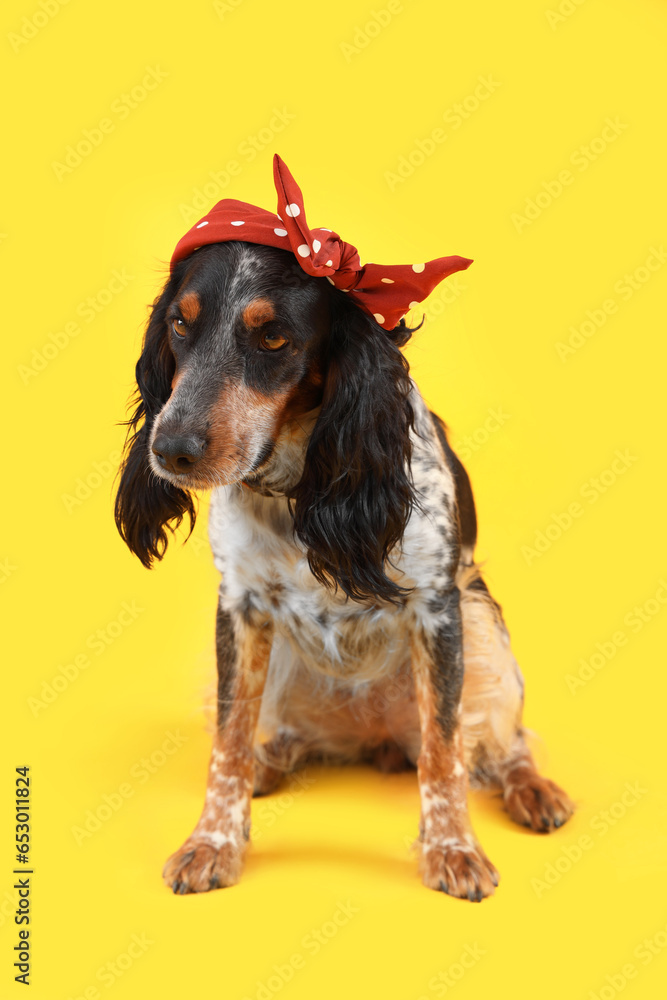 Cute cocker spaniel sitting on yellow background