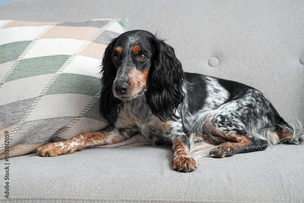 Cute cocker spaniel lying on sofa in living room