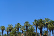 Palm Tree Backgrouns with blue sky