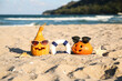 Carved pumpkins for Halloween with lifebuoy, stylish sunglasses and starfishes on beach