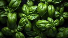 Close-up Background Of Green Leaves. Basil