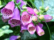 Purple Foxglove Flower