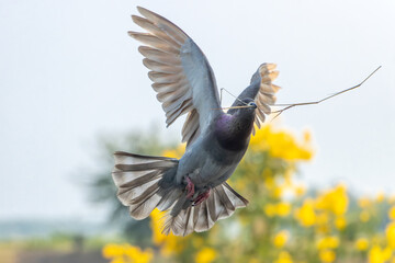 A flying pigeon with a straw for building a nest in its beak.