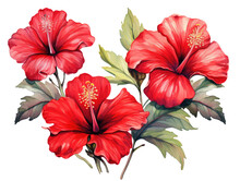 Watercolor Red Hibiscus Flower