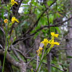 Canvas Print - Diuris behrii, commonly known as golden cowslips