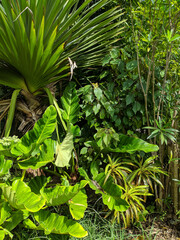 Poster - Alocasia odora (also called night-scented lily, Asian taro or giant upright elephant ear)