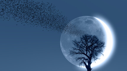 Poster - Silhouette of birds with lone dead tree and new moon against amazing sunset 
