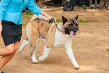 The American Akita Is A Dog Breed Also Known As The "big Japanese Dog". At A Dog Show