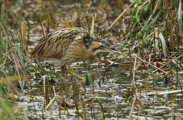 Wall Mural - A rare hunting Bittern, Botaurus stellaris, searching for food in a reedbed at the edge of a lake.