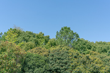Wall Mural - empty grassland and clear sky background in the park